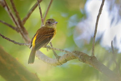 Bright-rumped Attila