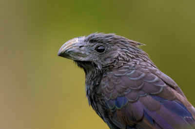 Groove-billed Ani