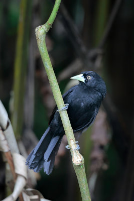 Yellow-billed Cacique