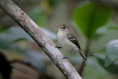 Mangrove Vireo