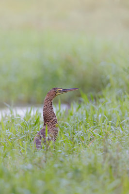 Bare-throated Tiger-Heron