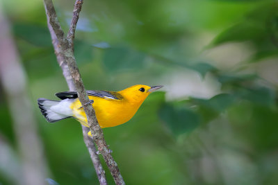 Prothonotary Warbler