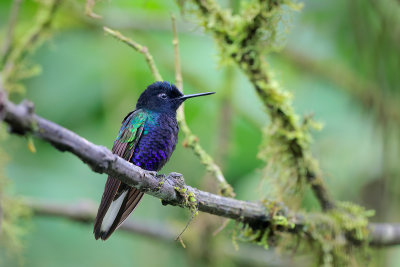 Velvet-purple Coronet