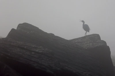 Snowy Egret