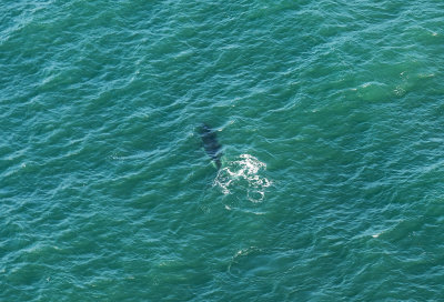 Scenic Flight Sydney   Whale off the coast of Cronulla 