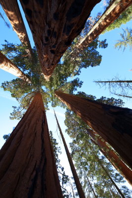 Sequoia 2019