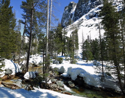 Sequoia_10668web.JPG