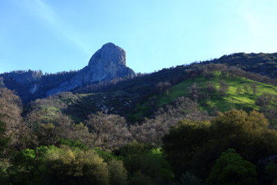 Sequoia_10704web.JPG