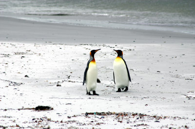 IMG_0905-King-Penguin.jpg