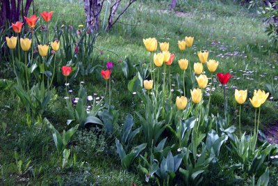 IMG_0004-tulips-mid.jpg