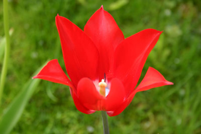 IMG_0007-Red-tulip-close.jpg