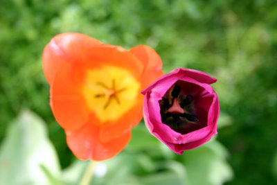 IMG_0008-Pink-tulip-close.jpg