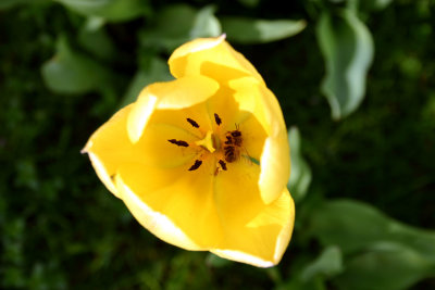IMG_0009-Yellow-tulip-close.jpg