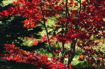 IMG_3613_maple.jpg