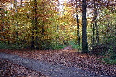 2005 October 31, Avry forest