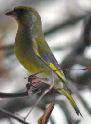 IMG_4243_green_finch.jpg