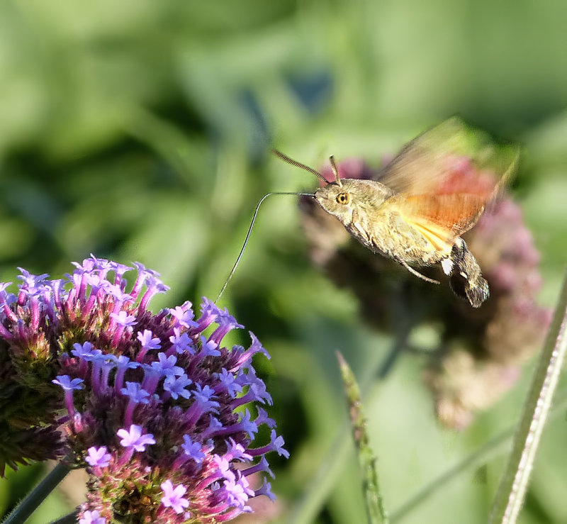 Hummingbird hawk-moth in my garden