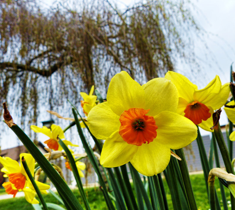 Looking at flowers from their level...