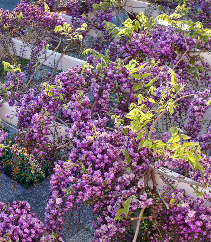 Wisteria day...