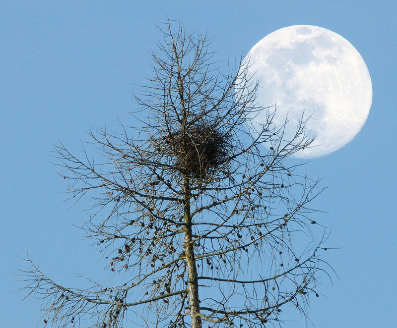 The magpie's nest.