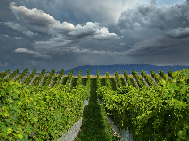 The vineyards after the storm