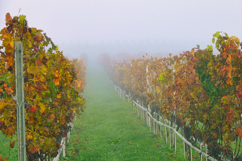 Vineyards in the mist
