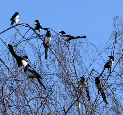 Magpies' convention....