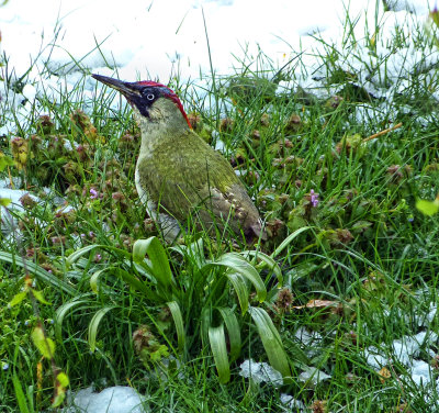 Green woodpecker in the spring snow....