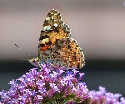 Afternoon butterfly 2