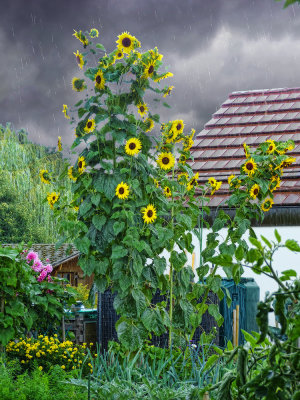 Sunflowers in the rain...