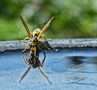 Thirsty wasp...