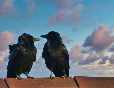 Crows at sunset
