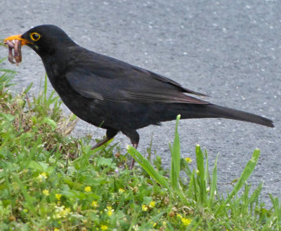 The early blackbird gets the worm...