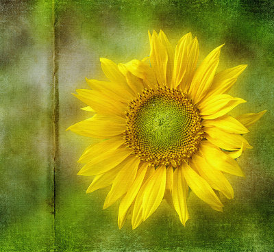 The first sunflower....