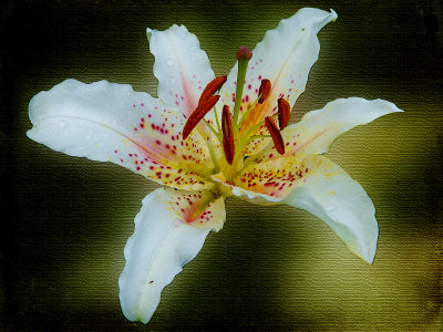 A lily...