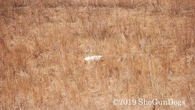 2019 CSCA Hunt 190317 042.jpg