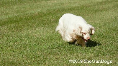 Melody's Gallery Page(s) 2-3 Updated 9/8/2019