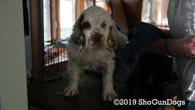 Olive  191006 002.jpg