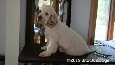 Olive  191006 012.jpg