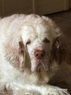 RIP Noodles 1/4/2008 - 10/1/2019