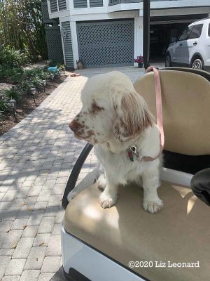 Olive's Gallery Page(s) 3 Updated on 3/31/2020