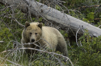 Grizzly-0E8A5471.jpg