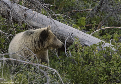 Grizzly-0E8A5525.jpg
