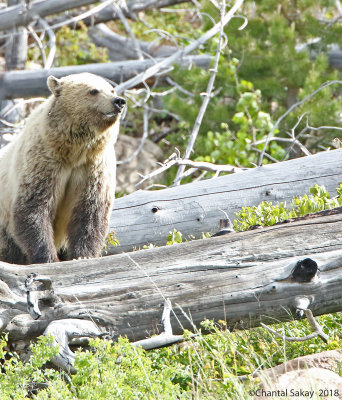 Grizzly-0E8A6765.jpg