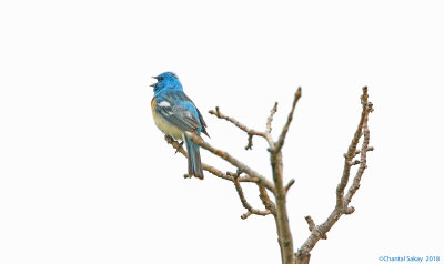 Lazuli-Bunting-0E8A7495.jpg