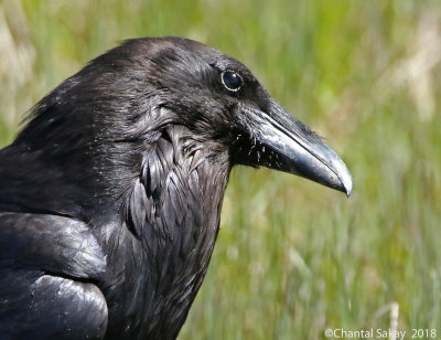 Raven-0E8A6293.jpg