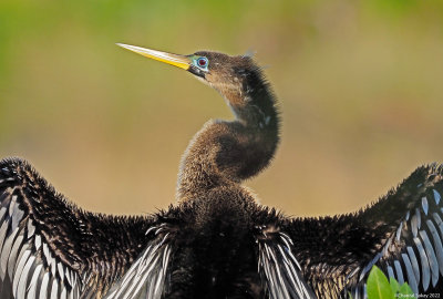 Anhinga.jpg