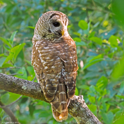 Barred-Owl-2.jpg