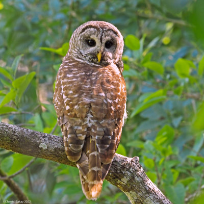 Barred-Owl.jpg