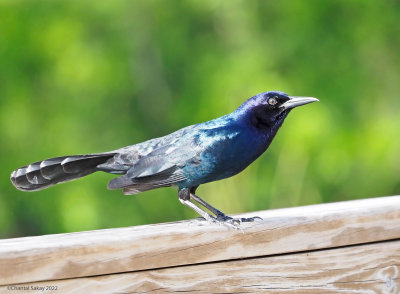 Boat-tailed-Grackle.jpg